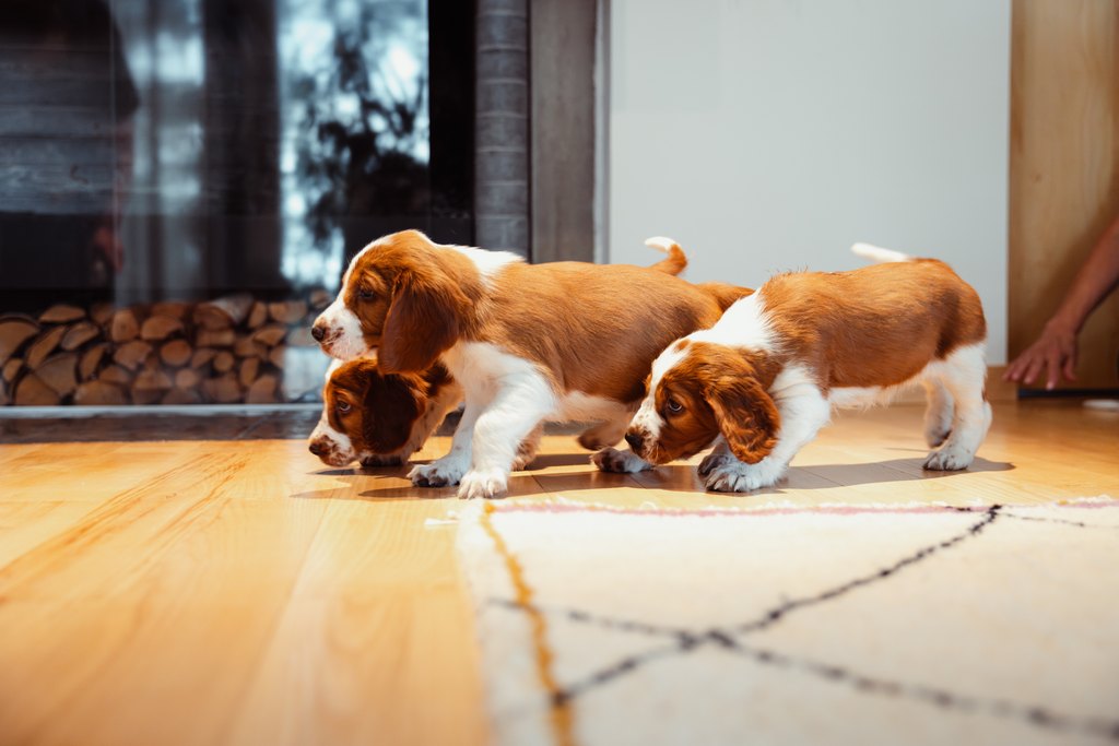 Understanding the Dog Gestation Period A Comprehensive Guide for Firs
