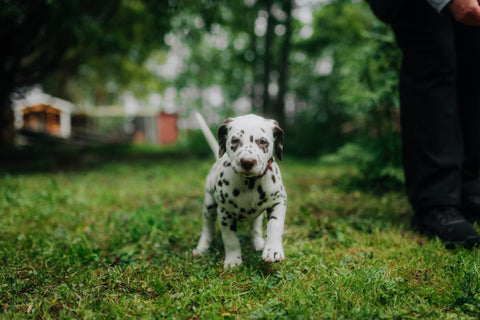 Understanding Dog Progesterone Levels for Successful Breeding