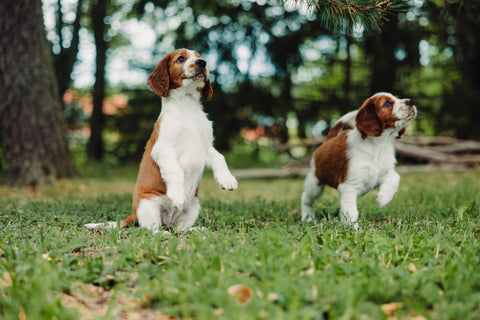 Revolutionary Trends in Dog Care for 2024: Embracing Innovation, At-Home Testing and Health Benefits