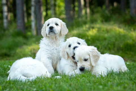 The importance of Vitamin E for dogs: Antioxidant protection and fertility Support