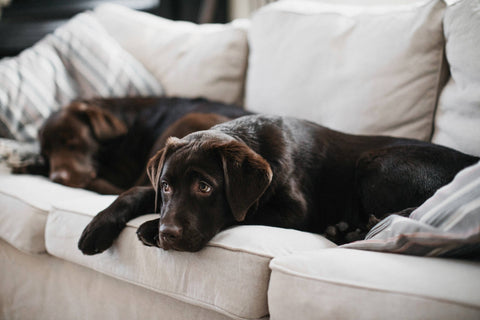 Ensuring the Health and Wellbeing of Female Dogs in Dog Breeding: A Comprehensive Guide for Healthy Moms