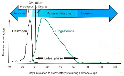 The more you know! Canine Ovulation Explained