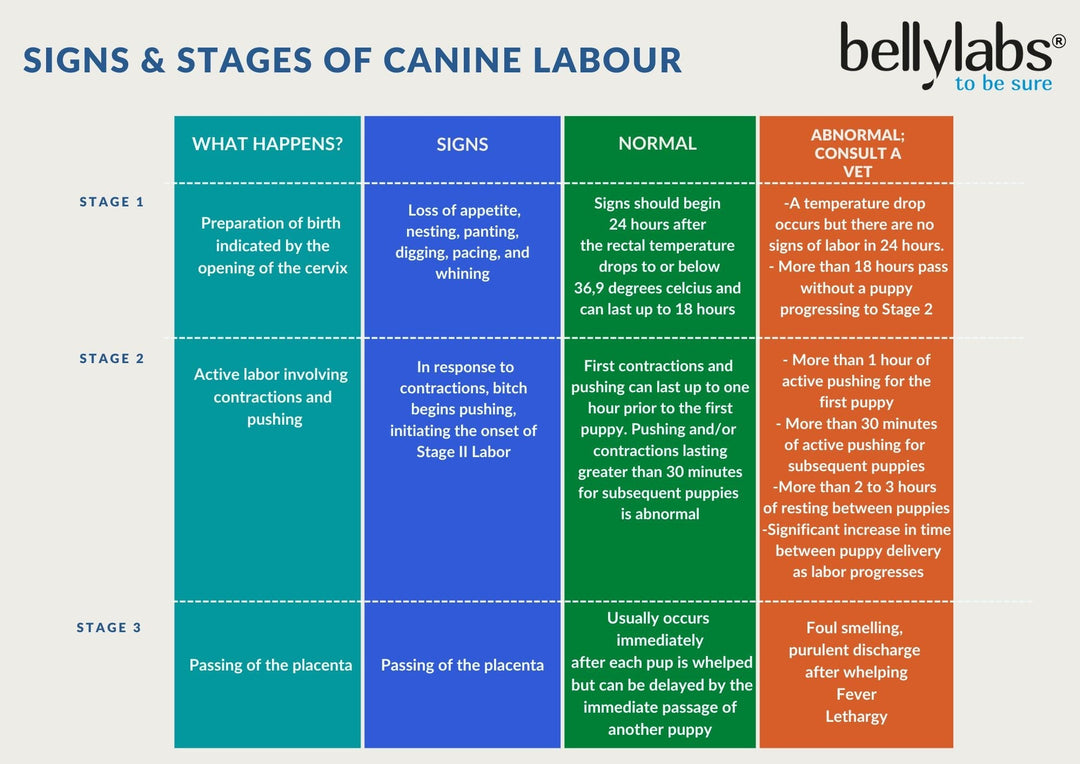 Photo inspiration: Crucial Milestones In Canine Pregnancy Reference: Stages Of Canine Pregnancy