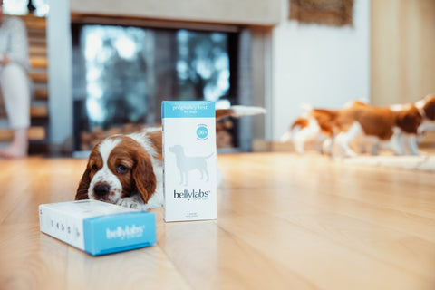 Introducing the new belly-labs.com with 20 % off!