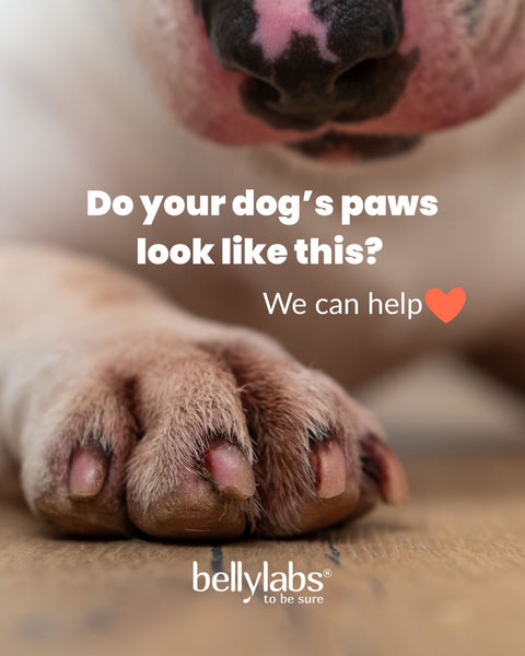 Dog yeast infections: causes, symptoms, and natural support with vitamin E