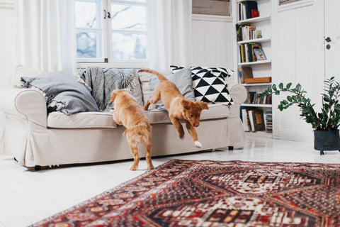 Dog gestation calendar. Tracking the milestones