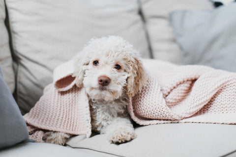 Scientific Summary: Understanding Canine Fertility After Cesarean Sections