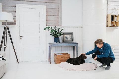 Why Won't My Dog Get Pregnant? The Science Behind Canine Infertility