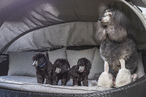 Advanced gut health support for dogs at every life stage