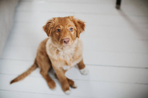 The Professional Guide to Understanding the Cost of Progesterone Testing for Dogs