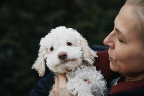 Canine Ovulation Tests: A Guide to Successful Dog Breeding