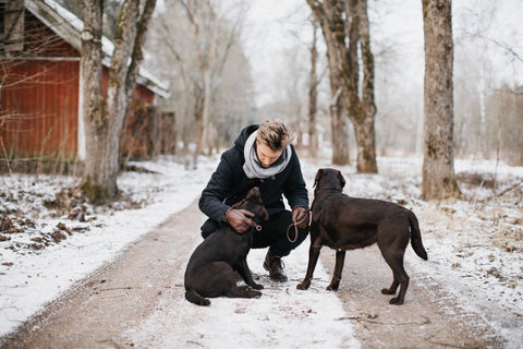 Rising Demand for Dog Progesterone Tests Near Me: A Glimpse into Pet Care Trends