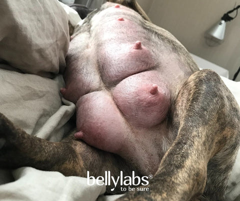 Signs And Stages of Dog Labor