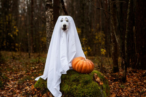 Is it a phantom pregnancy or are you just hiding Halloween treats in your belly?