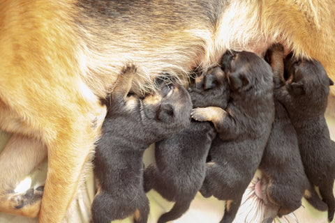 Targeted nutritional support for puppies, sick, and senior dogs during critical moments