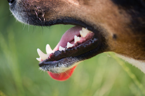 How Bellylabs Algadent Supports Pet Dental Health Naturally