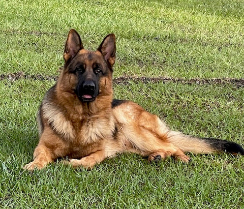 Scientific Summary: Thyroid Function in Female German Shepherd Dogs