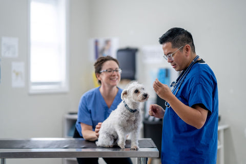 Scientific Summary: Metabolomics during Canine Pregnancy and Lactation