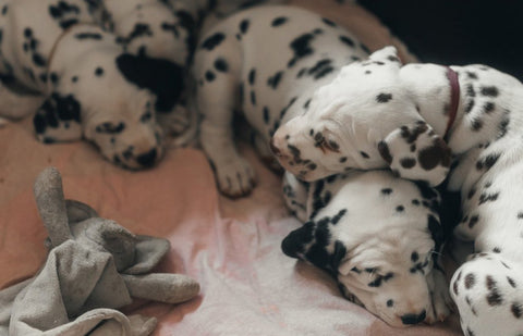 Dog Breeders' Best Tips And Tricks