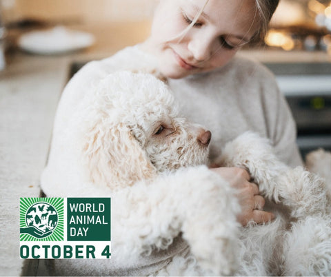 Celebrating World Animal Day