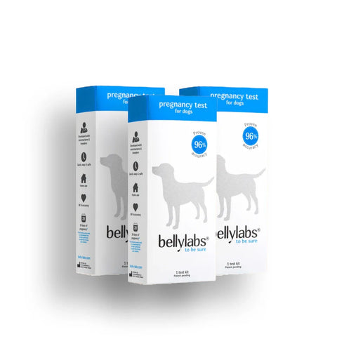 Pregnancy Tests for Dogs