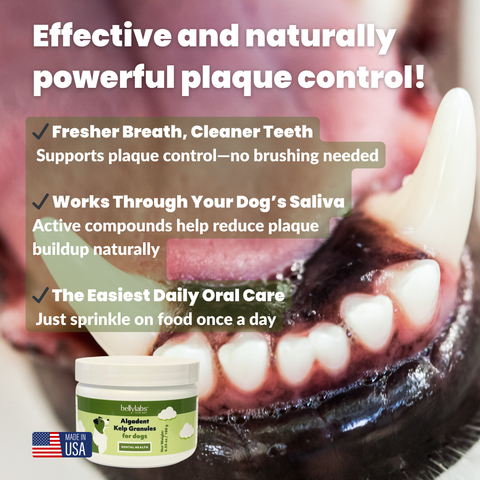 Bellylabs Algadent dental powder 6.35 oz for dogs