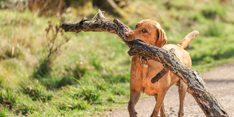 Dental care for dogs – more than just teeth